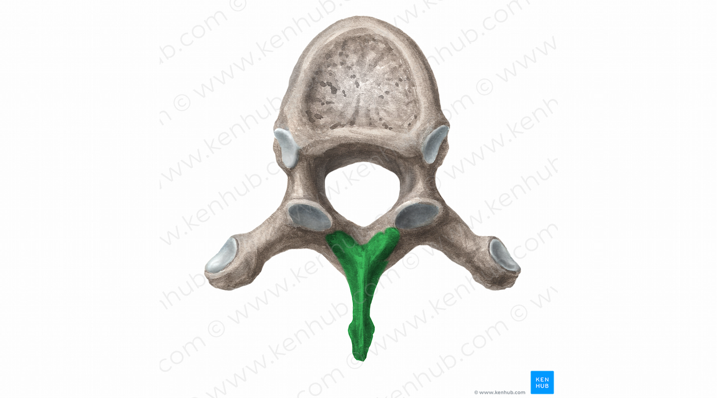 Spinous process of vertebra (#11386)