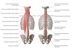 Deep muscles of the back (Spanish)