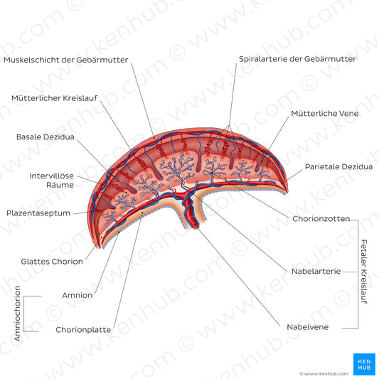 Placenta (German)