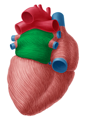 Left atrium of heart (#2116)