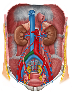 Right common iliac artery (#1372)