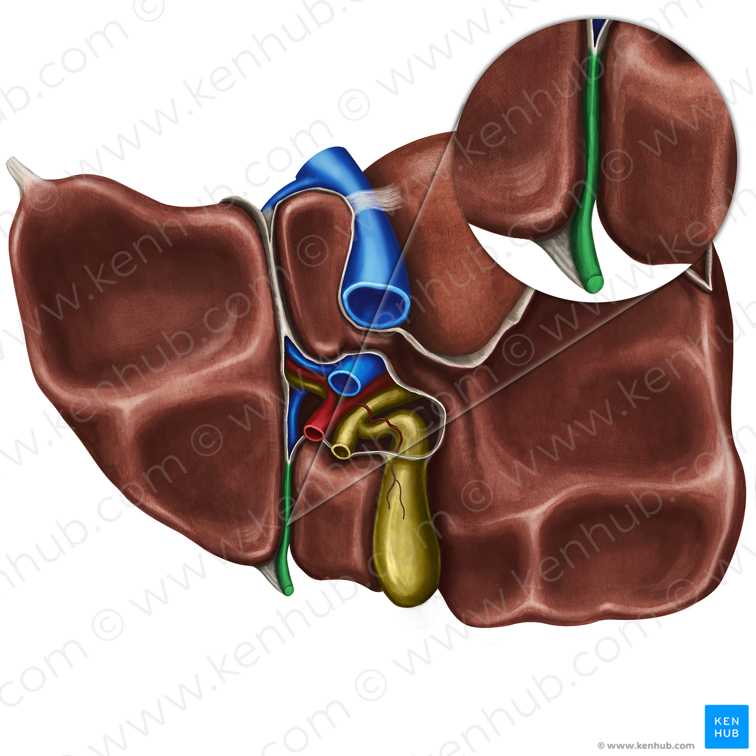 Round ligament of liver (#4631)