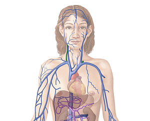 External jugular vein (#10340)