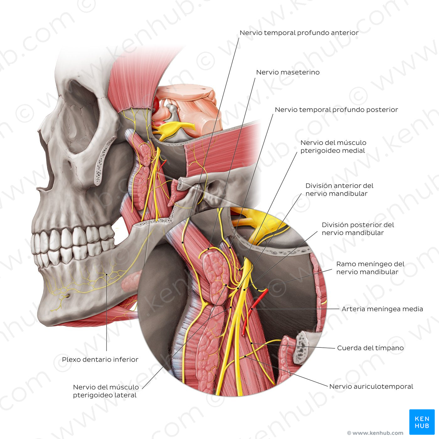 Mandibular nerve (zoomed in) (Spanish)