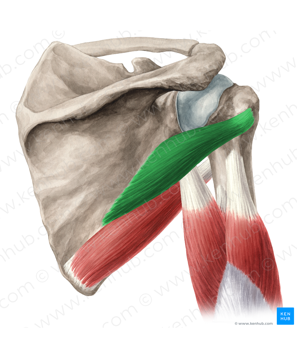Teres minor muscle (#6085)