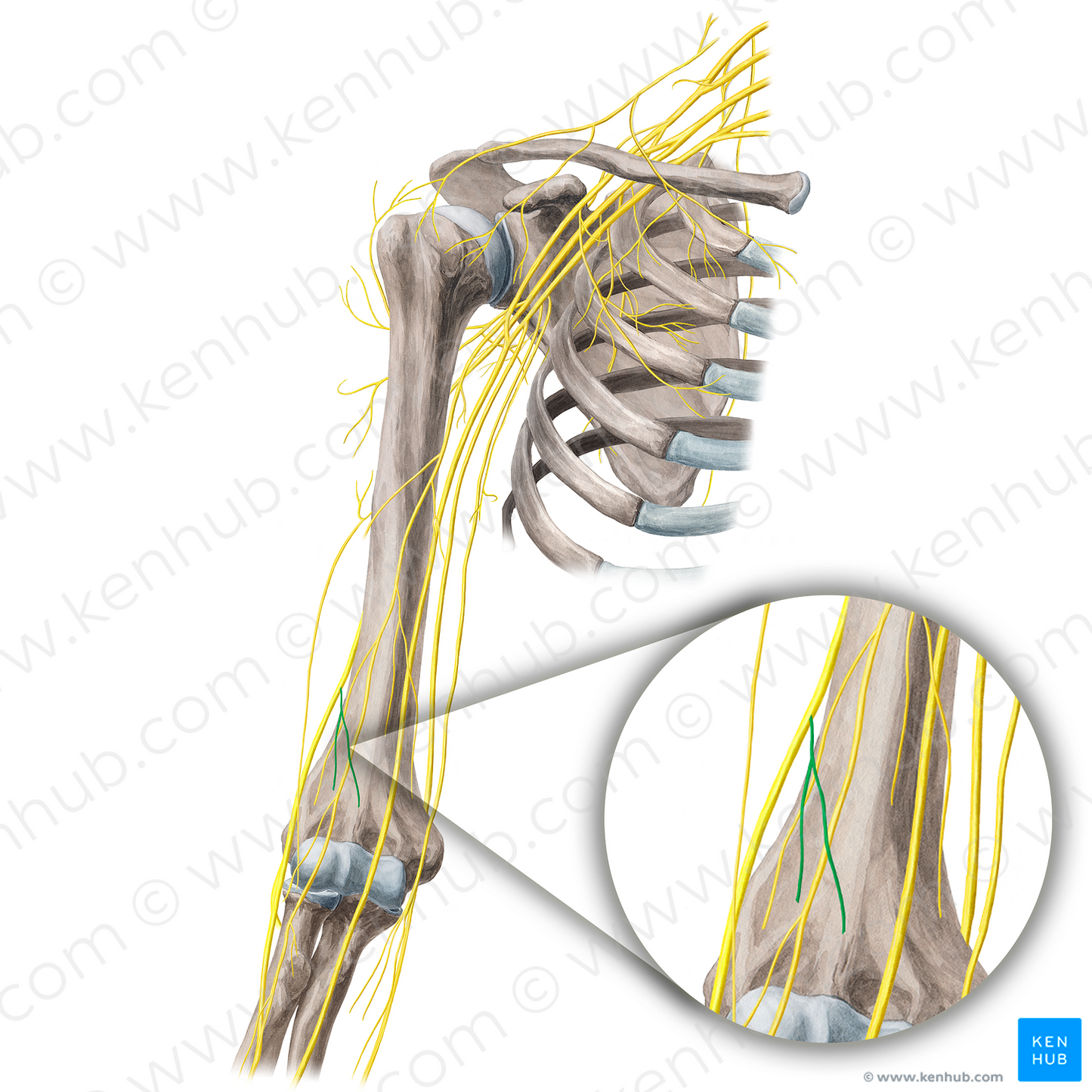 Posterior antebrachial cutaneous nerve (#21669)
