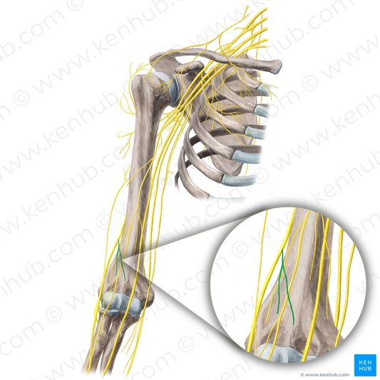 Posterior antebrachial cutaneous nerve (#21669)