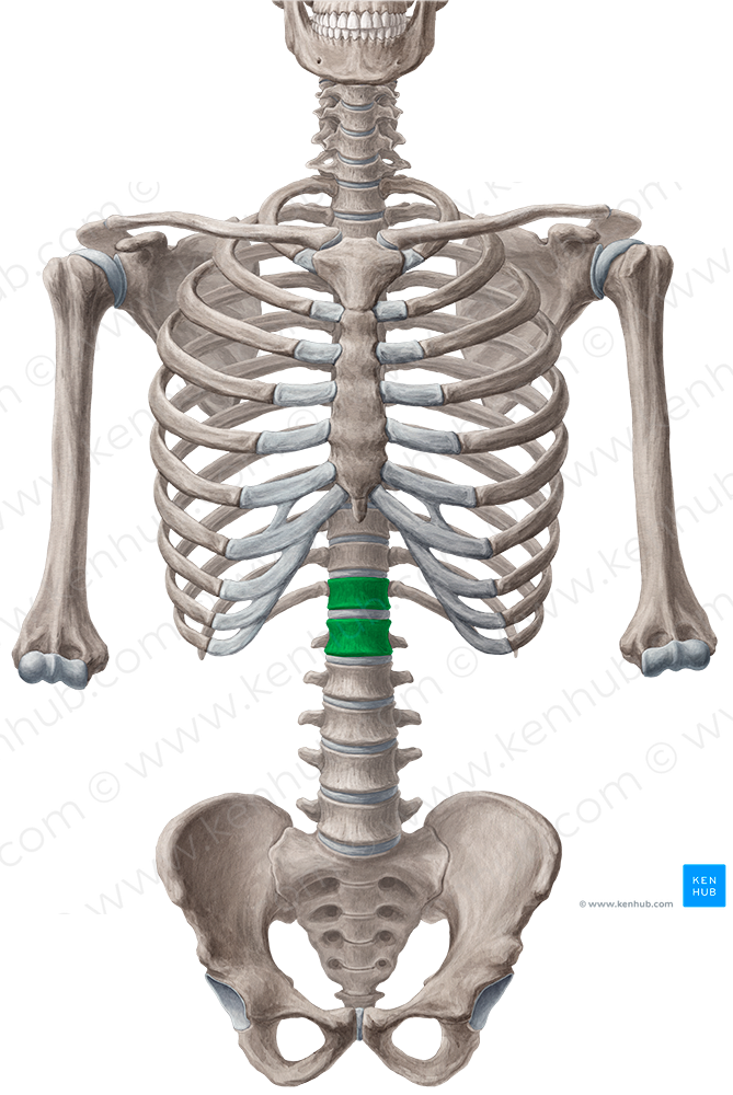 Bodies of vertebrae T12-L1 (#3023)