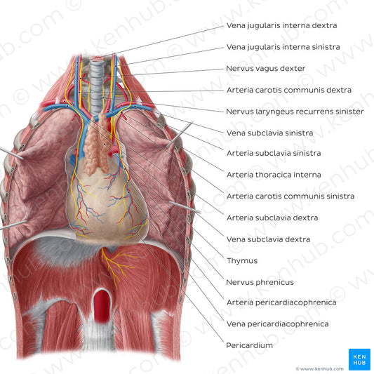 Heart in situ (with pericardium) (Latin)