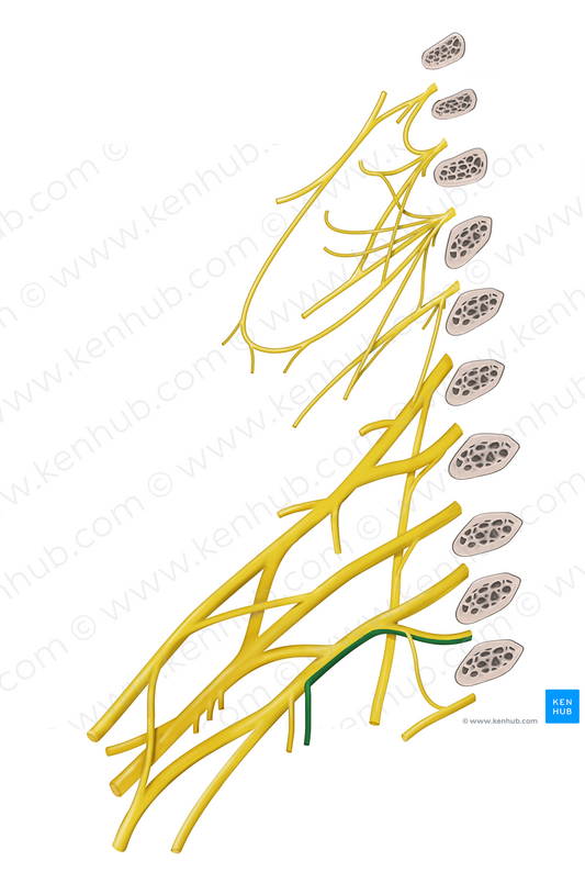 Medial brachial cutaneous nerve (#6368)