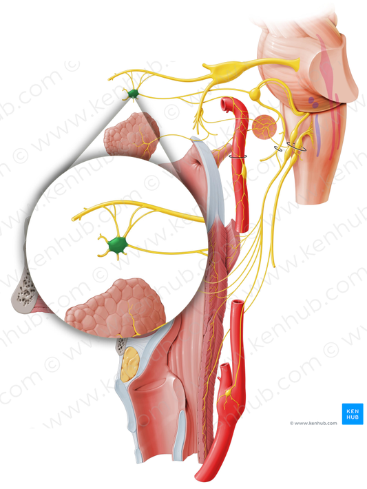 Pterygopalatine ganglion (#4002)