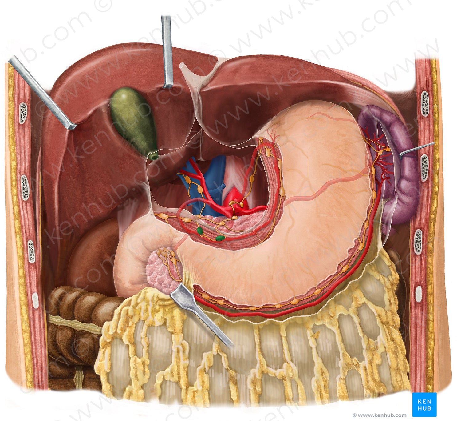 Right gastric lymph nodes (#16075)