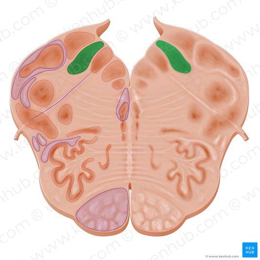 Nucleus of solitary tract (#16896)