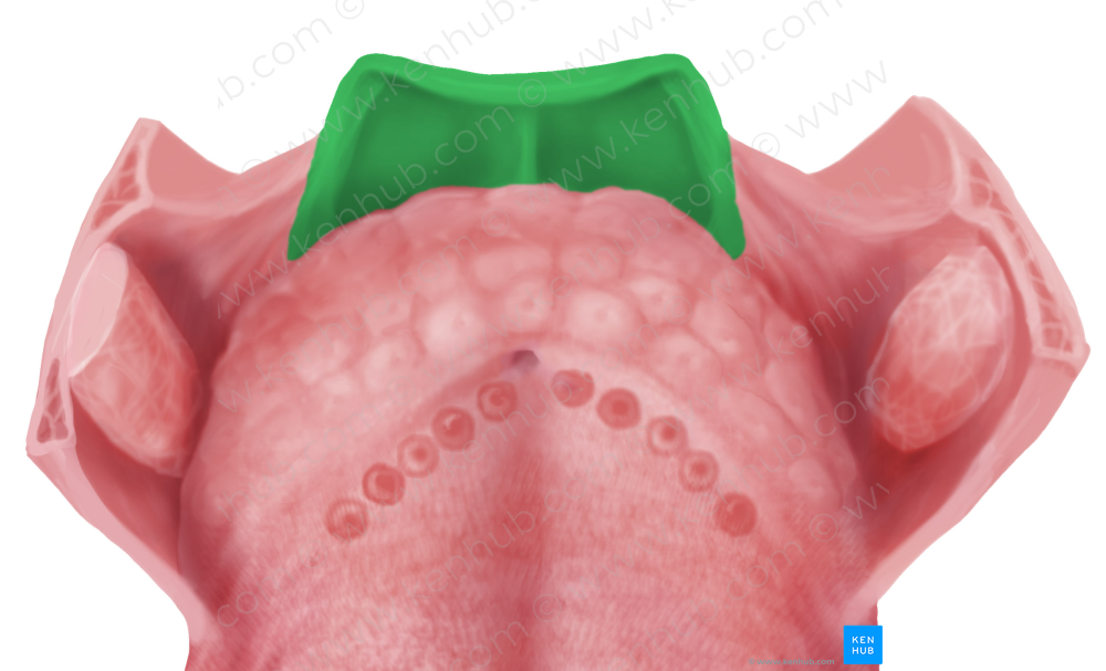 Epiglottis (#3414)