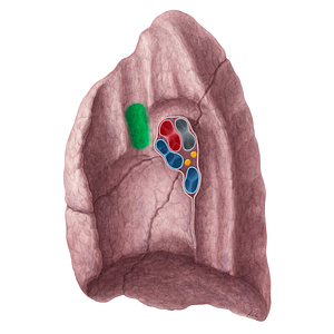 Impression for superior vena cava of right lung (#21318)