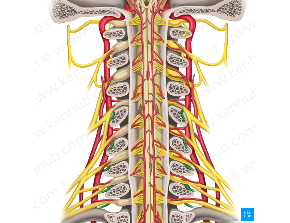 Posterior rami of spinal nerves C4-C8 (#8541)