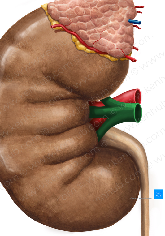 Right renal vein (#10550)