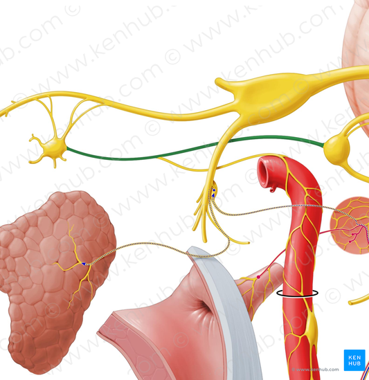 Greater petrosal nerve (#6668)