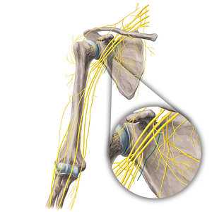 Inferior subscapular nerve (#21664)