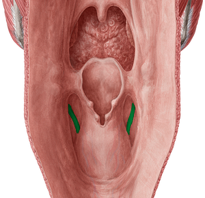 Fold of superior laryngeal nerve (#8109)