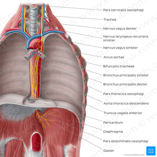 Esophagus in situ (Latin)