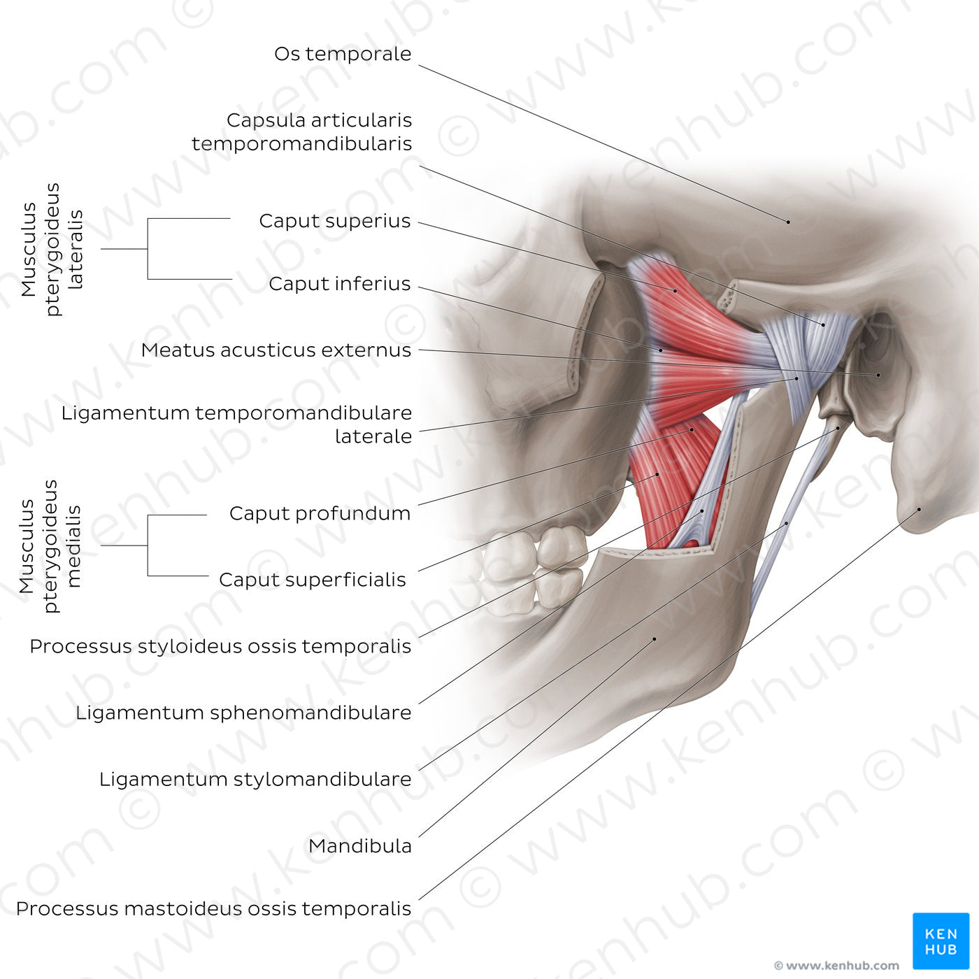 Temporomandibular joint: overview (Latin)