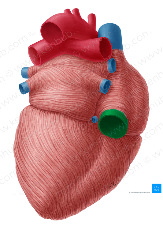 Inferior vena cava (#10046)