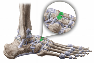 Dorsal cuneonavicular ligaments (#11478)
