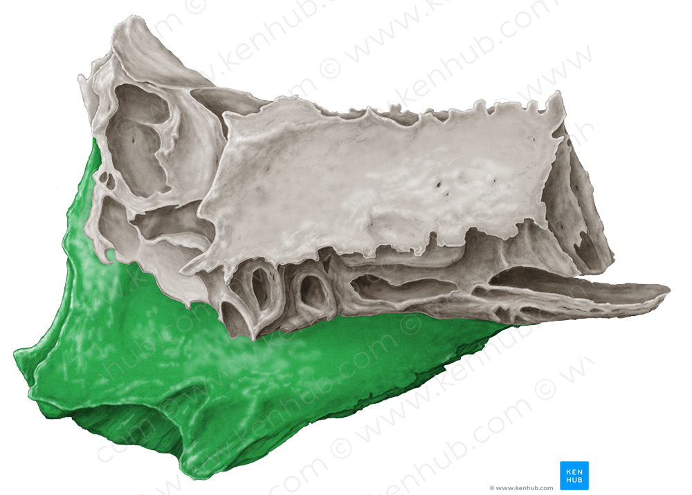 Perpendicular plate of ethmoid bone (#4412)