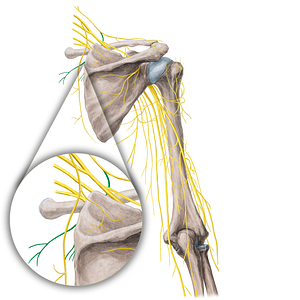 Medial supraclavicular nerves (#21769)