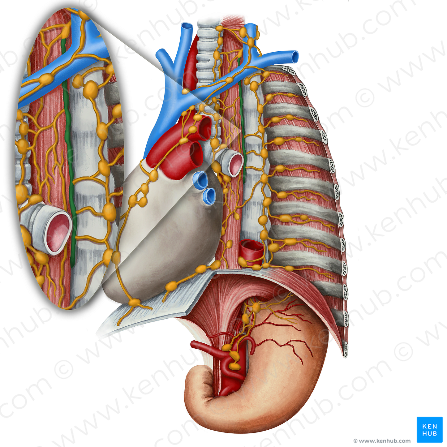 Thoracic duct (#3353)