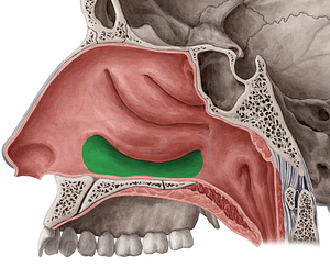 Inferior nasal meatus (#4985)