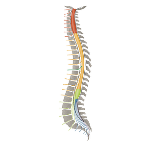 Spinal nerve T7 (#16429)