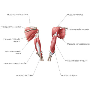 Muscles of the arm and shoulder (Portuguese)