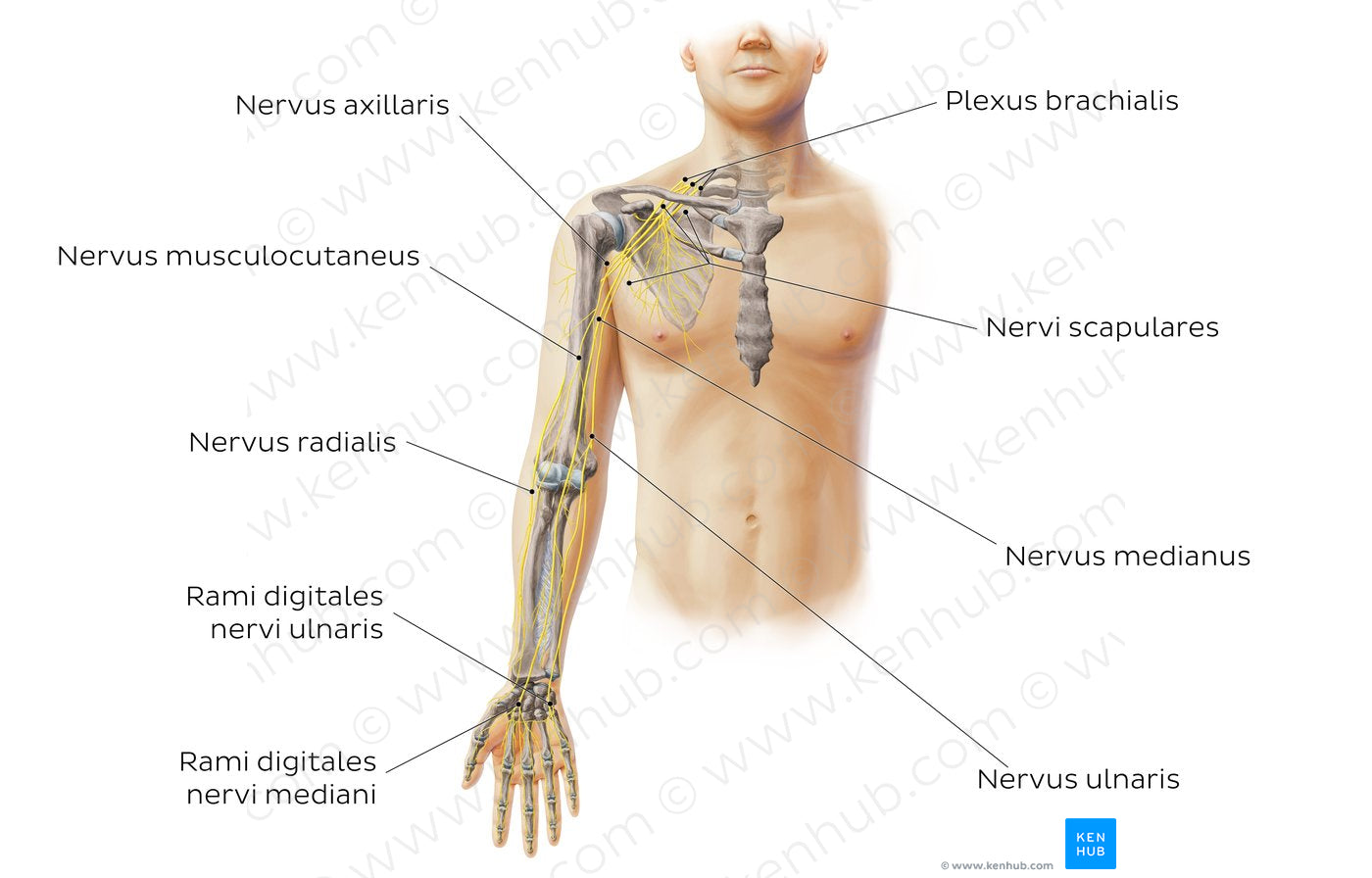 Main nerves of the upper limb - anterior (Latin)