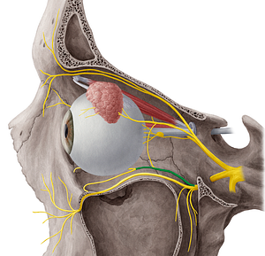 Zygomatic nerve (#6916)