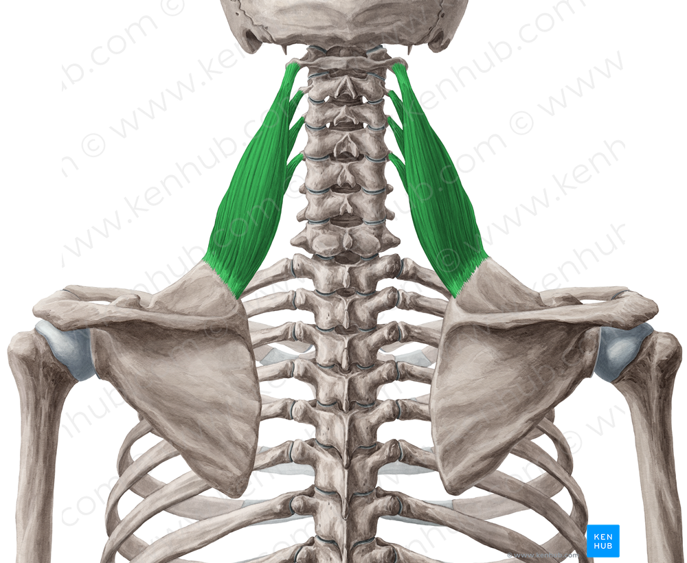 Levator scapulae muscle (#5557)