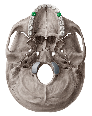 1st premolar tooth (#3232)