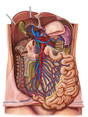 Superior mesenteric vein (#10426)