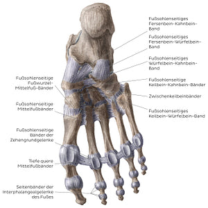 Ligaments of the foot (plantar view) (German)