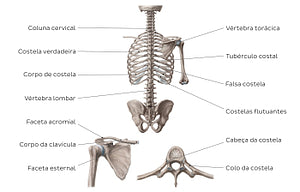 Bones of the dorsal trunk (Portuguese)