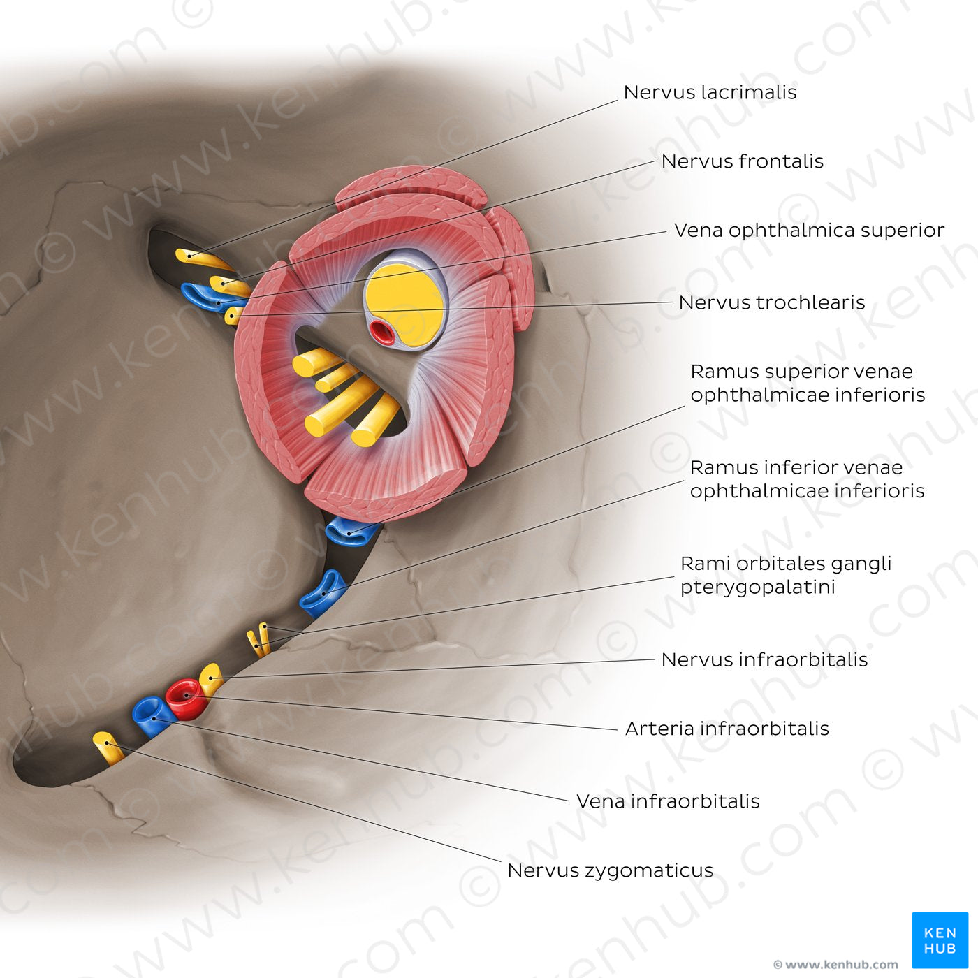 Superior and inferior orbital fissures: Neurovasculature (Latin)