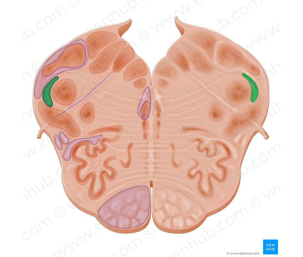 Spinal tract of trigeminal nerve (#12855)