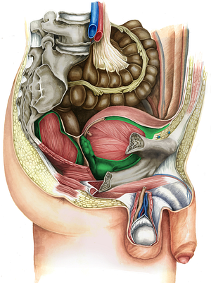 Pelvic visceral fascia (#3566)