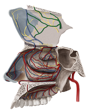 Posterior septal branches of sphenopalatine vein (#8565)