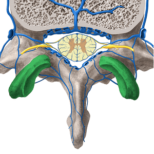 Superior articular process of vertebra (#8174)