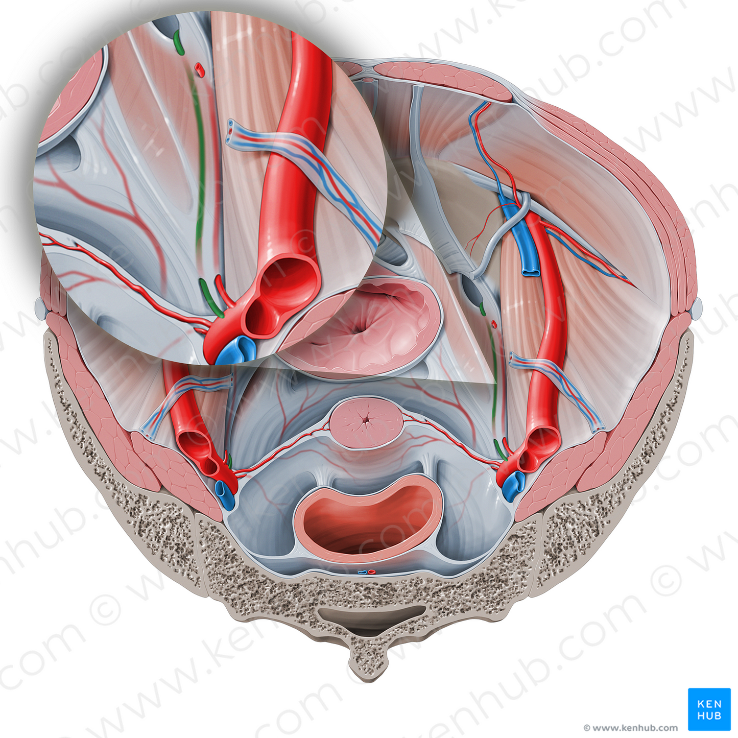 Obturator artery (#1553)