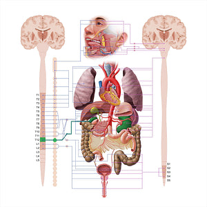 Least thoracic splanchnic nerve (#18623)