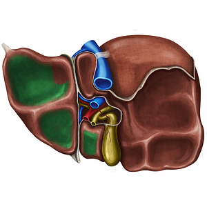 Gastric impression of liver (#4274)