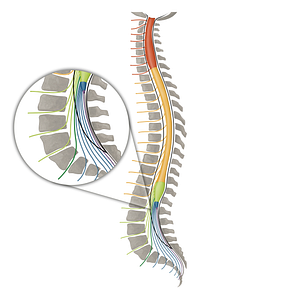 Spinal nerve L5 (#16121)